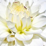 Flower_white.jpg